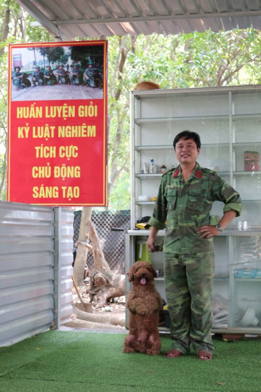 kinh nghiệm khi chăm sóc chó poodle