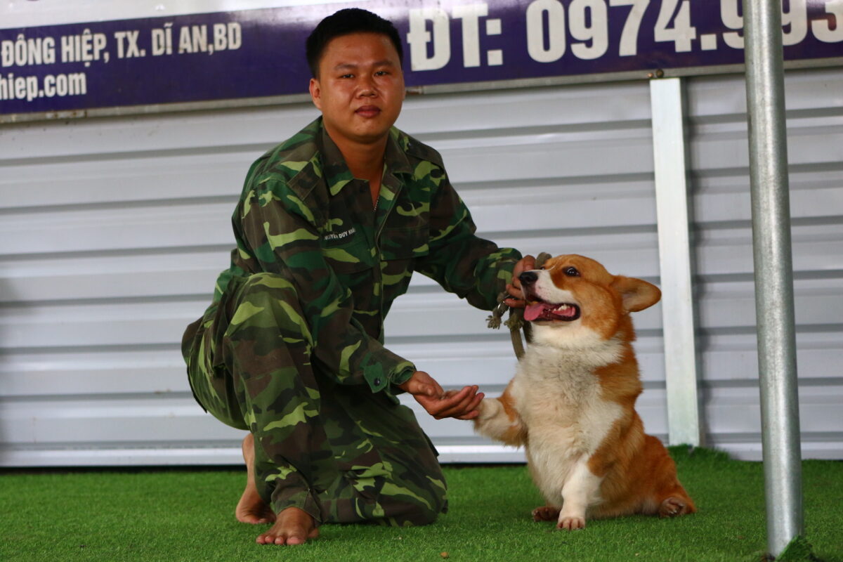 cách chăm sóc chó corgi