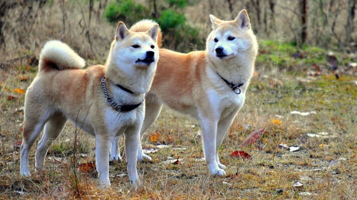 huấn luyện chó shibaa inu
