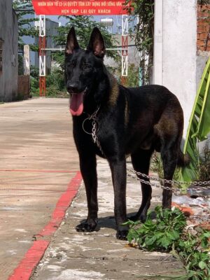 Bí quyết để chọn trường huấn luyện chó Bình Dương uy tín đảm bảo