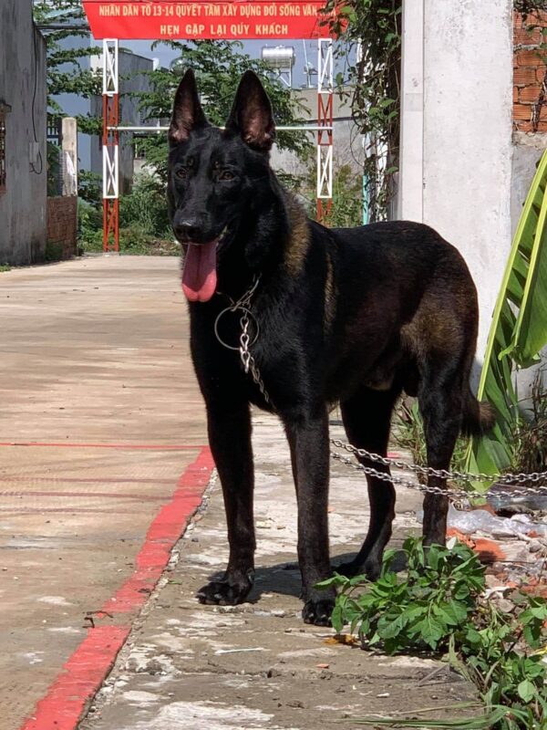 Bí quyết để chọn trường huấn luyện chó Bình Dương uy tín đảm bảo