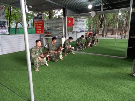 Bí quyết để chọn trường huấn luyện chó Tiền Giang ưng ý