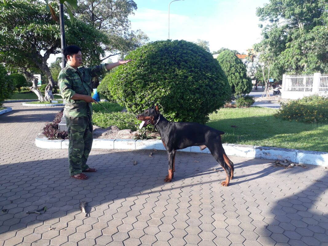Cách để chọn được trường huấn luyện chó Đắc Nông ưng ý