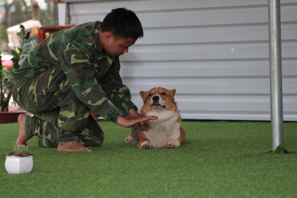 Cách để chọn được trường huấn luyện chó quận Bình Thạnh ưng ý