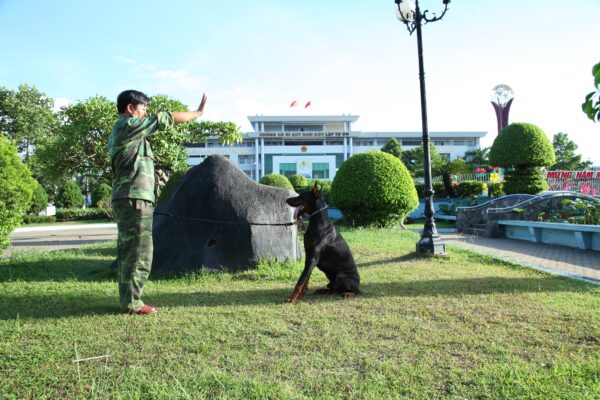 Cách để chọn trường huấn luyện chó Tân An đảm bảo uy tín