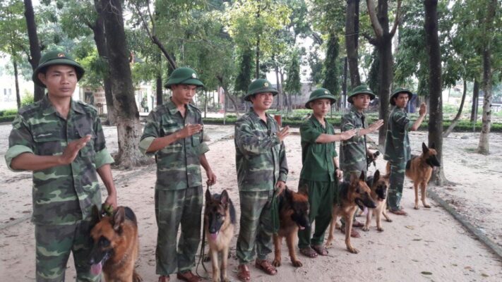 Cách để lựa chọn trường huấn luyện chó Vũng Tàu ưng ý