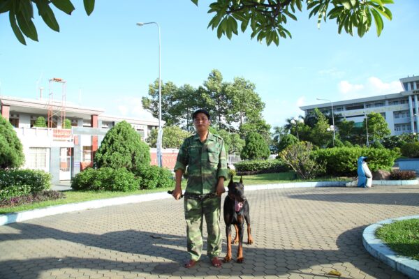 cách huấn luyện chó tấn công