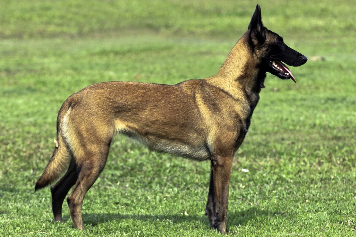 Đặc điểm chó Malinois thuần chủng và nơi bán chó Malinois uy tín giá tốt