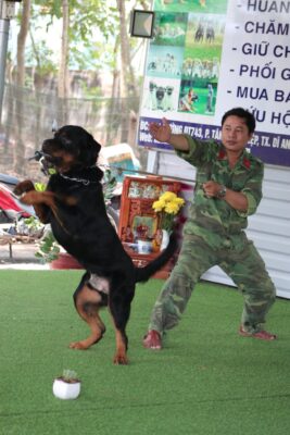 Đặc điểm chó Rottweiler thuần chủng và nơi bán chó Rốt uy tín giá tốt