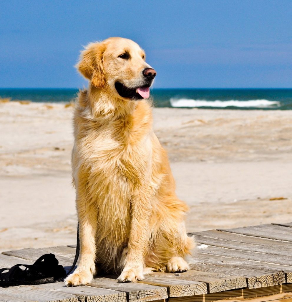 Những chú chó Golden giá thành hợp lý chắc chắn sẽ là lựa chọn hoàn hảo cho các bạn yêu thích loài vật. Hãy chiêm ngưỡng những bức ảnh đáng yêu này và cùng chọn cho mình một bé chó Golden để làm vật nuôi trong gia đình nhé!