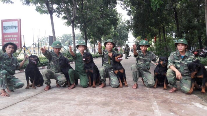 Kinh nghiệm chọn trường huấn luyện chó Biên Hòa uy tín và chất lượng