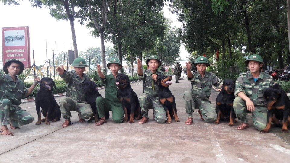 Kinh nghiệm chọn trường huấn luyện chó Biên Hòa uy tín và chất lượng