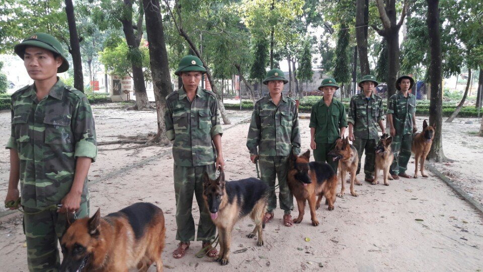 Kinh nghiệm chọn trường huấn luyện chó quận 5 uy tín và chất lượng