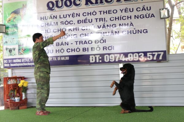Kinh nghiệm chọn trường huấn luyện chó quận Tân Bình ưng ý