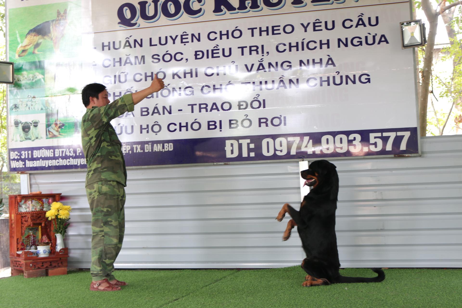 Kinh nghiệm chọn trường huấn luyện chó quận Tân Bình ưng ý