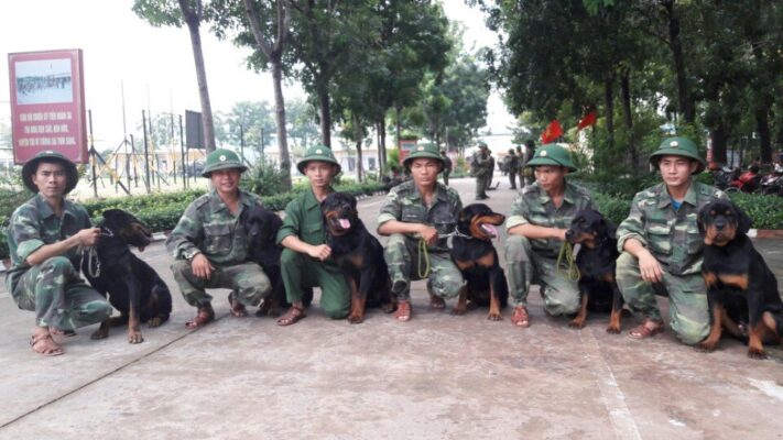 Làm thế nào để chọn được trường huấn luyện chó Mỹ Tho uy tín chất lượng