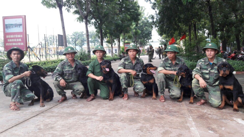 Làm thế nào để chọn được trường huấn luyện chó Mỹ Tho uy tín chất lượng