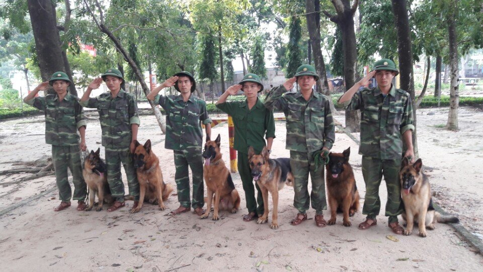 Lưu ý khi lựa chọn trường huấn luyện chó quận 10 uy tín