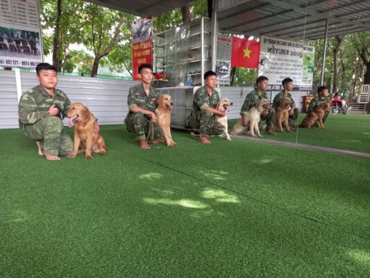 Lưu ý quan trọng khi muốn chọn trường huấn luyện chó Bình Thuận uy tín
