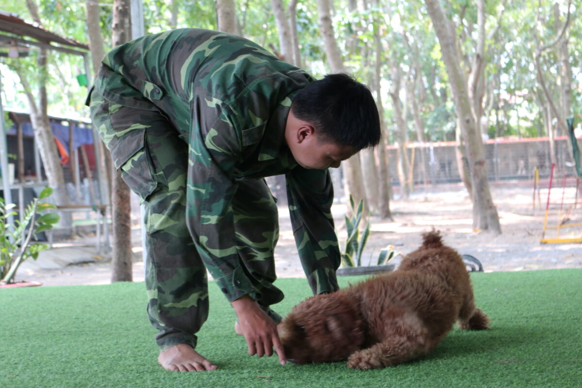 Mẹo chọn trường huấn luyện chó quận 9 đảm bảo chất lượng