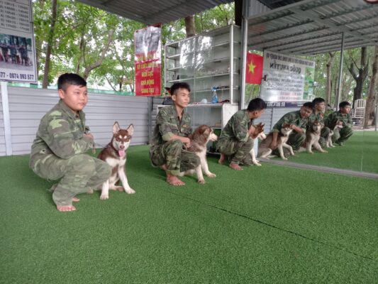 Mẹo để chọn trường huấn luyện chó Nha Trang ưng ý