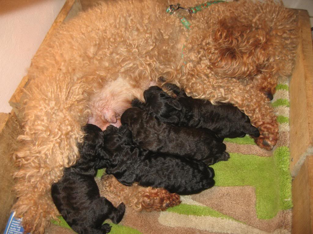 Sự phát triển của chó con từ sơ sinh đến một tuần