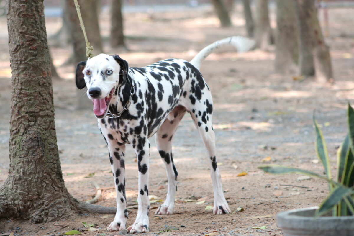 Tất tần tật về giống chó Đốm thuần chủng Dalmatian