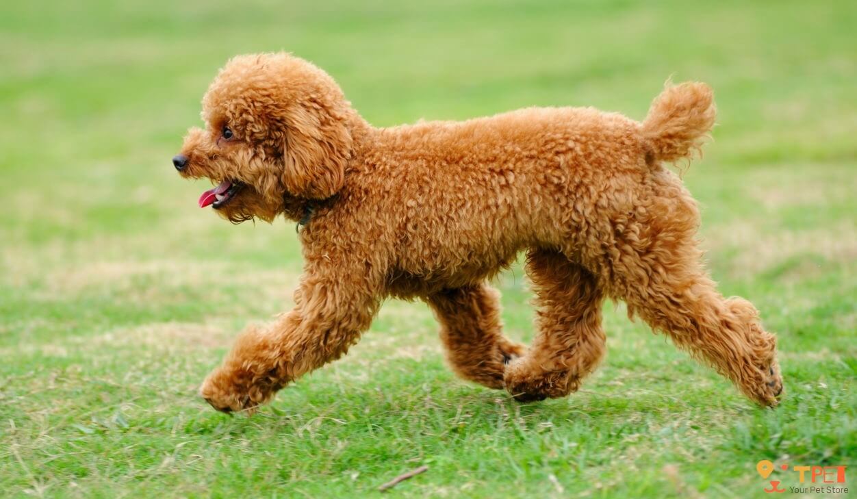 Top 12 giống chó sống lâu trên thế giới