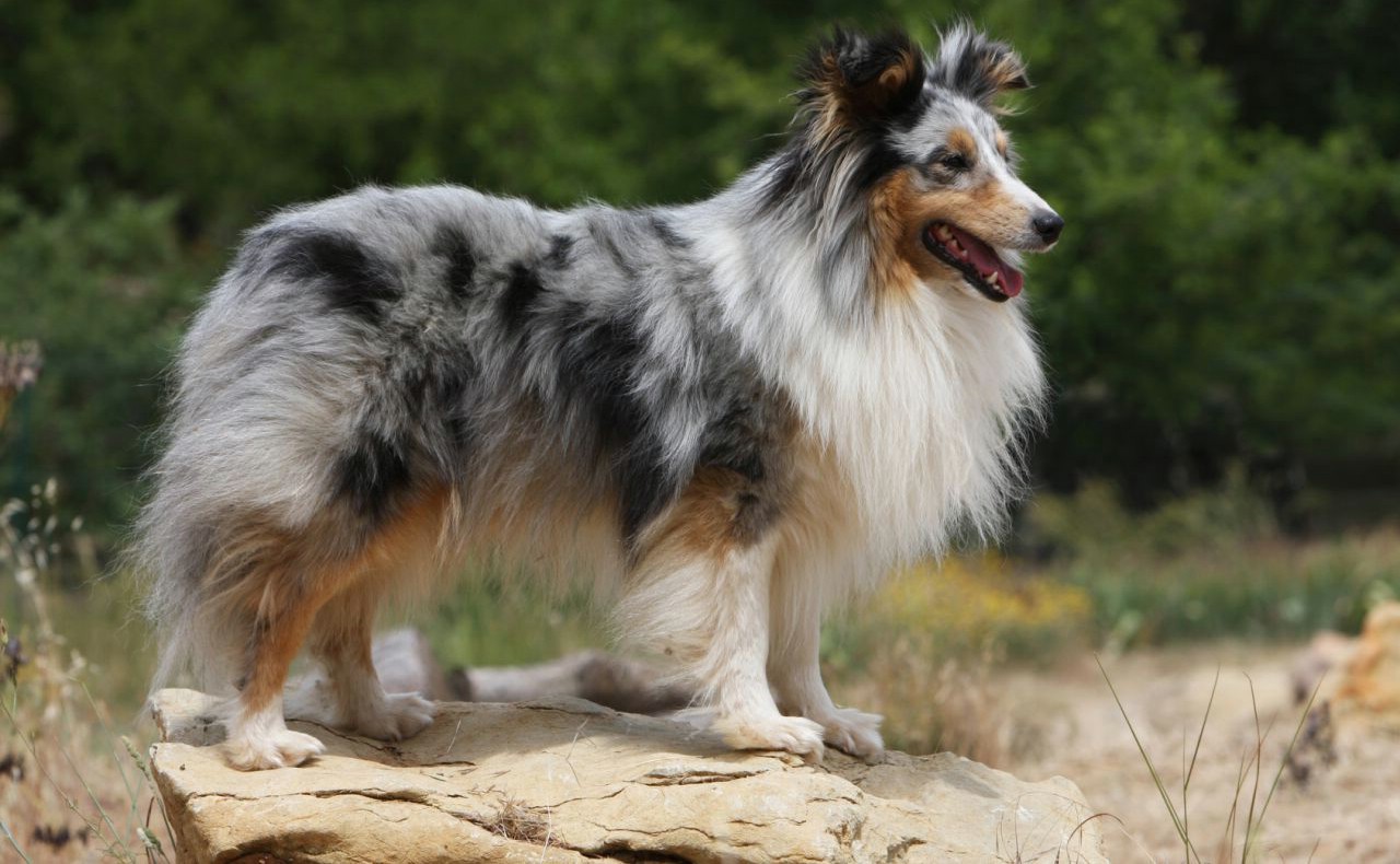 Top 12 giống chó sống lâu nhất trên thế giới (Phần 2)