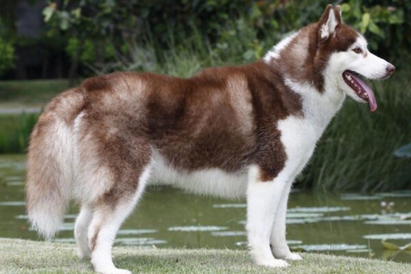 Bạn có nhầm lẫn giữa chó Alaska và Husky không? Phân biệt như thế nào nhỉ?
