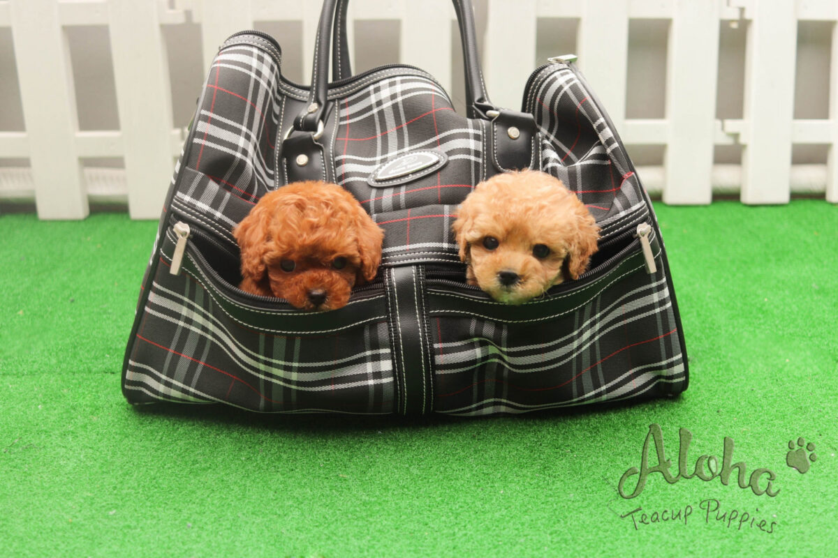 Các kiểu cắt tỉa lông chó Poodle siêu chất - hướng dẫn chi tiết từ chuyên gia