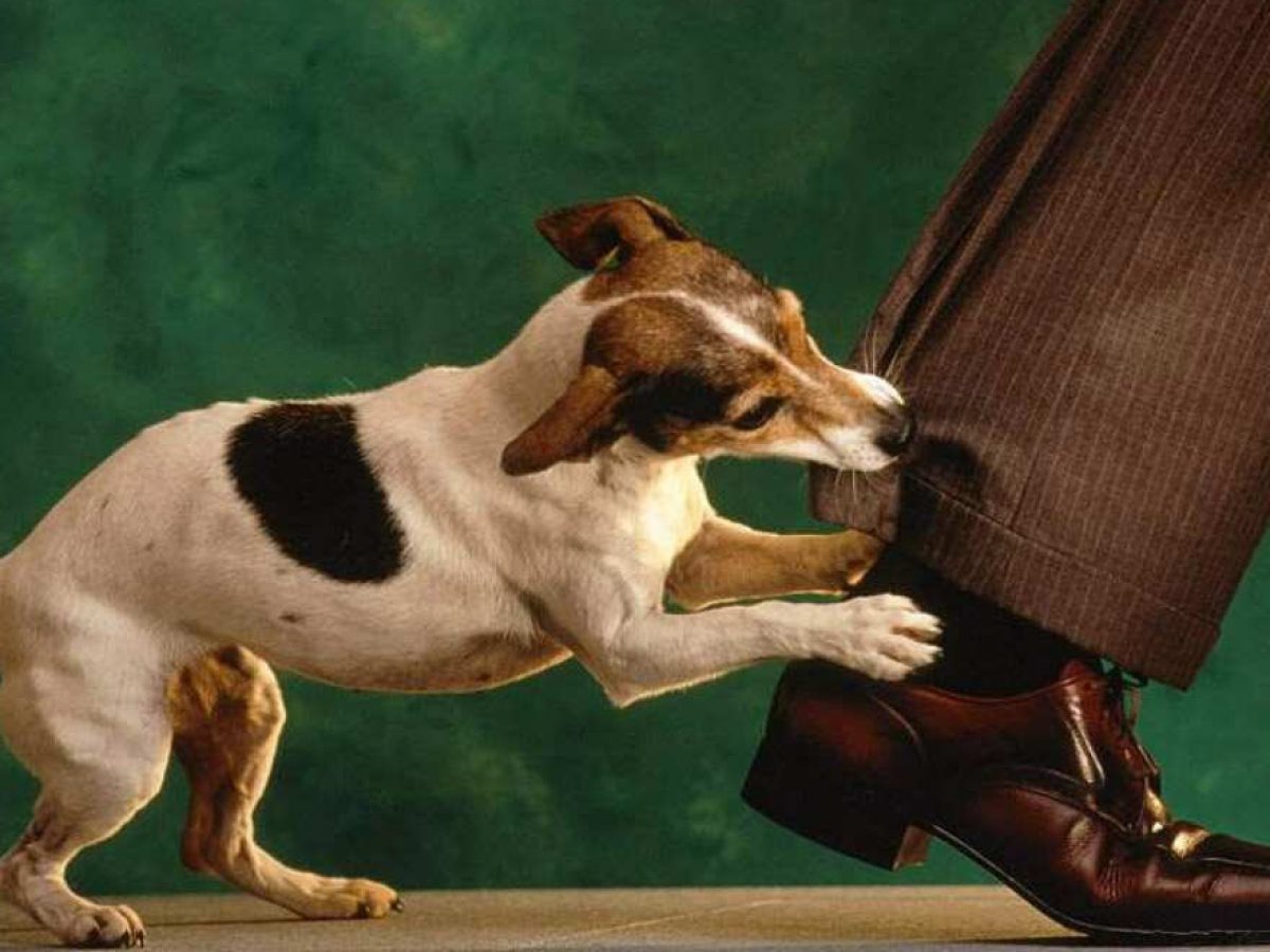 Cách huấn luyện chó con không cắn phá đồ đạc lung tung trong nhà