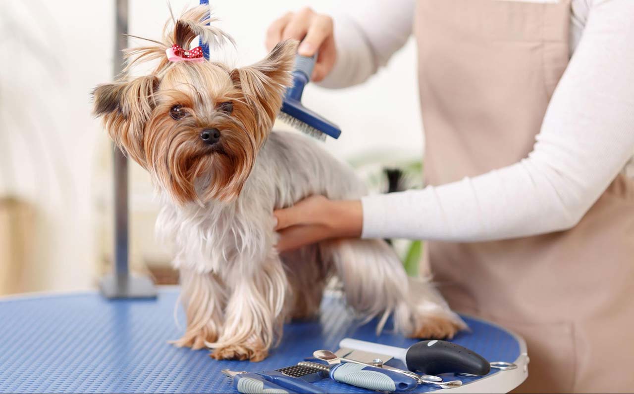 Cách trị ve chó dân gian đơn giản tại nhà mà hiệu quả không ngờ