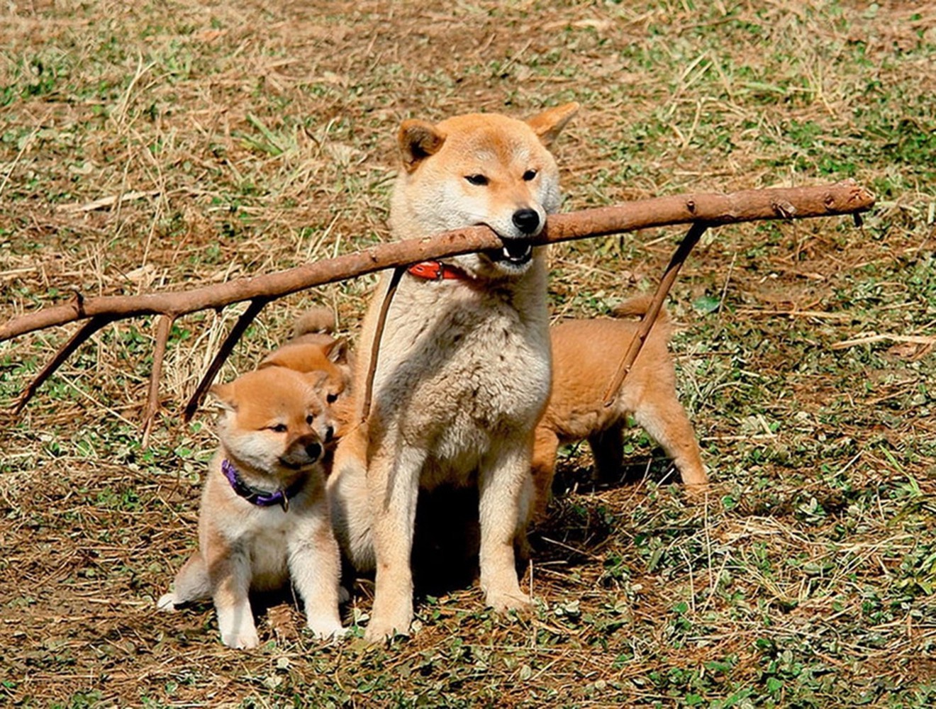 Giá chó Shiba Inu thuần chủng - Tất tần tật về giống chó Shiba Inu
