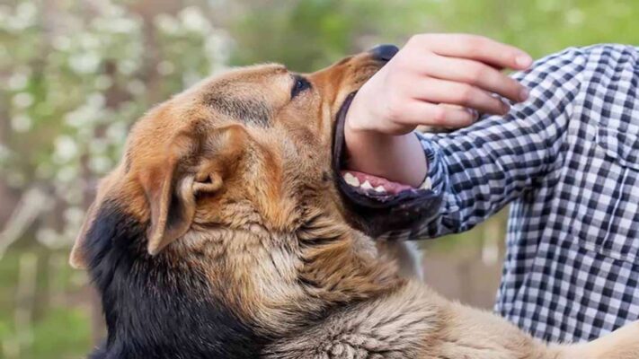 Tại sao chó cắn chủ? Đi giải mã vấn đề và những lời khuyên hữu ích