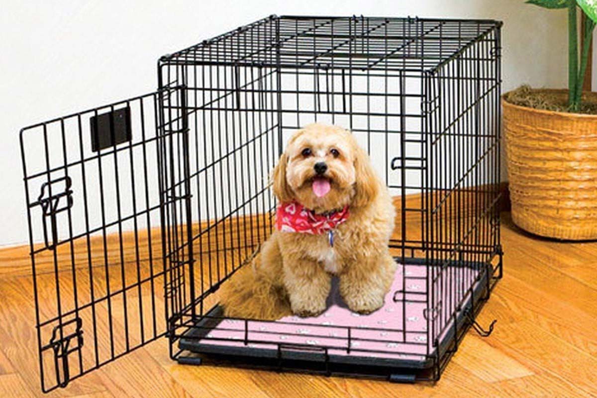 Tại sao nên gửi cún cưng khi đi du lịch nhiều ngày